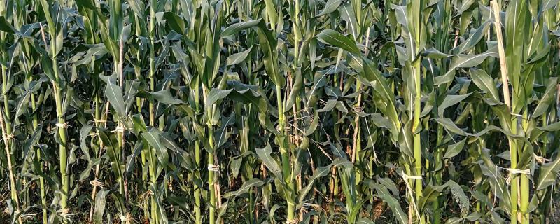 惠合808玉米种子特征特性