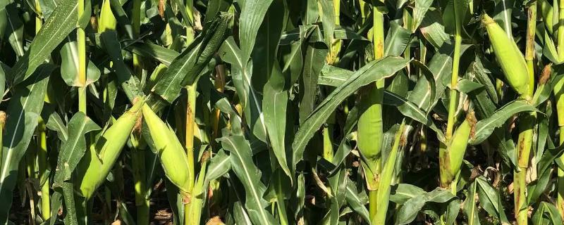 FSZW28玉米品种简介