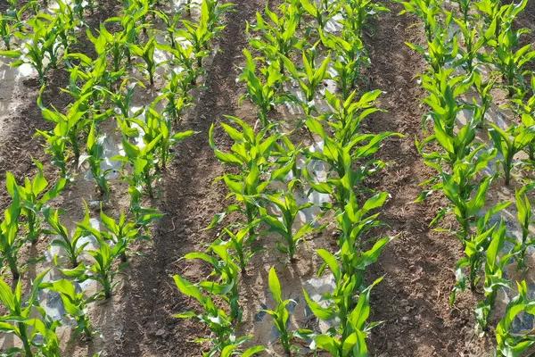 FSZW28玉米品种简介，高抗丝黑穗病