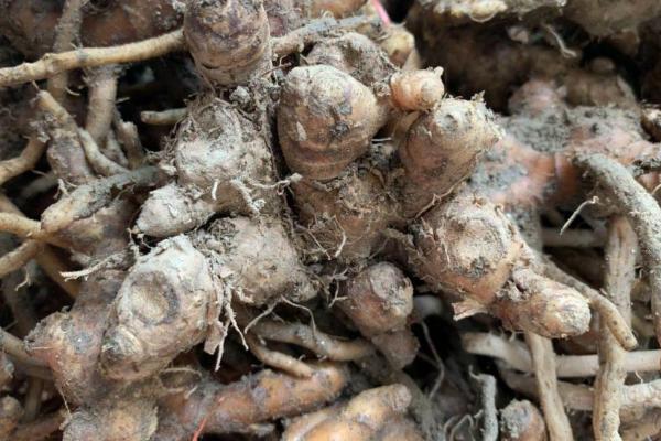 风姜的亩产量，鲜货的亩产量一般为3000-4000斤左右