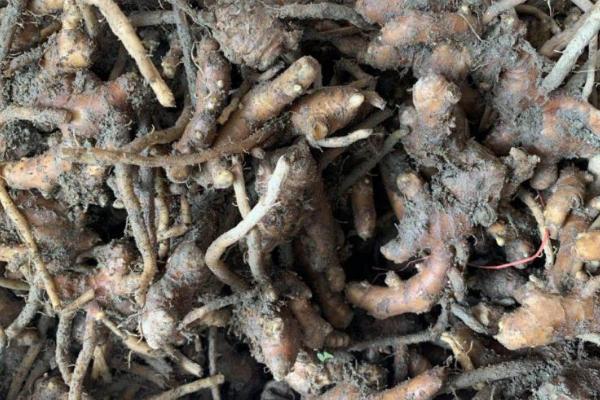 风姜的亩产量，鲜货的亩产量一般为3000-4000斤左右