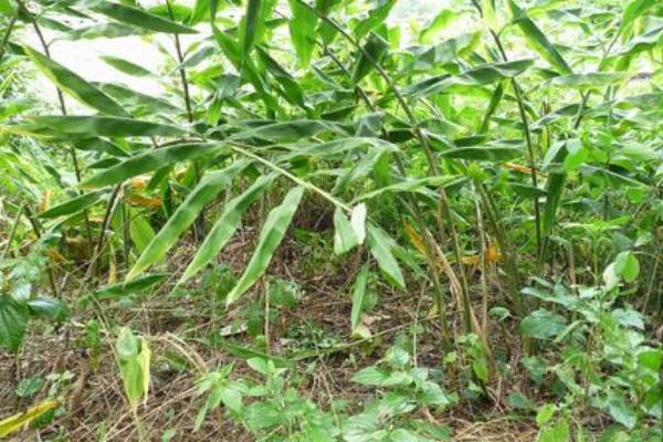 风姜的亩产量，鲜货的亩产量一般为3000-4000斤左右