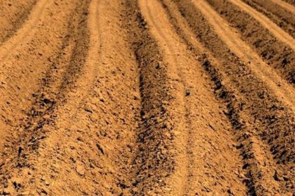 呋喃丹的防治对象,主要防治蚜虫、水稻螟虫、稻蓟马、玉米螟等害虫