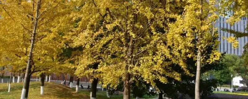 嫁接银杏树要注意什么