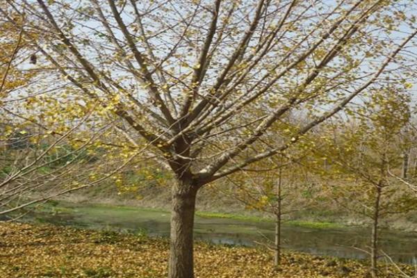 嫁接银杏树要注意什么,应选择开花期较迟、开花量较大的雄性接穗