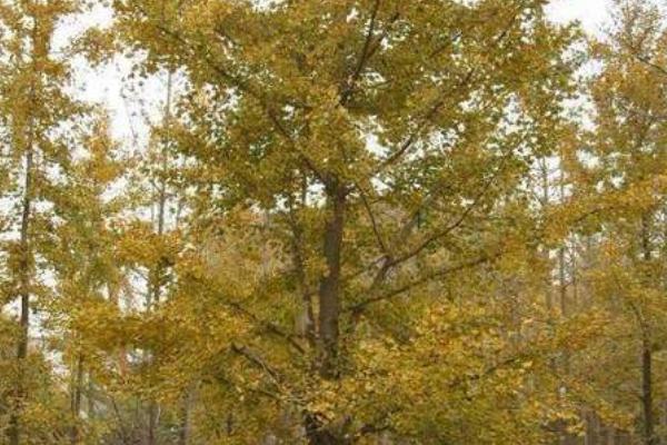 嫁接银杏树要注意什么,应选择开花期较迟、开花量较大的雄性接穗