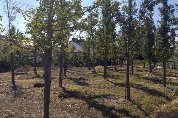 嫁接银杏树要注意什么,应选择开花期较迟、开花量较大的雄性接穗