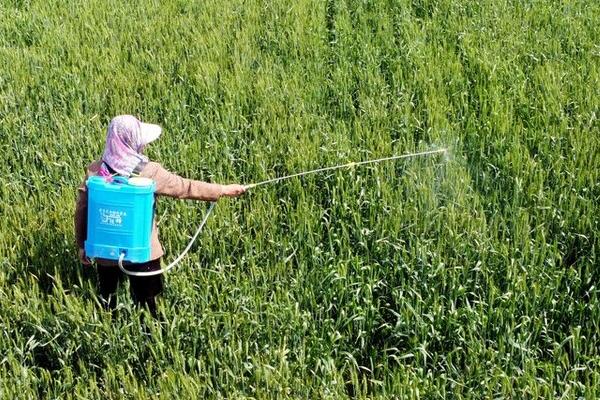 噻虫嗪的防治对象,防治蚜虫、飞虱、叶蝉和粉虱等效果好
