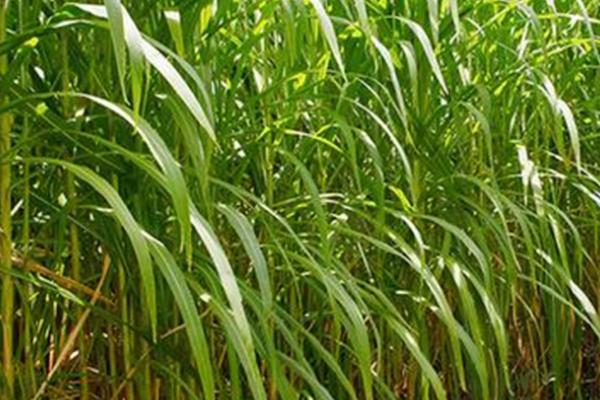 菌草的种植技术,可以在4-5月种植