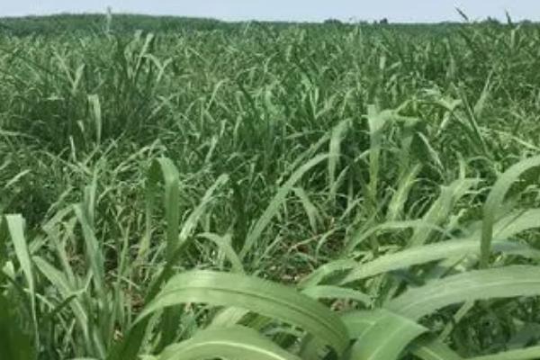 菌草的种植技术,可以在4-5月种植