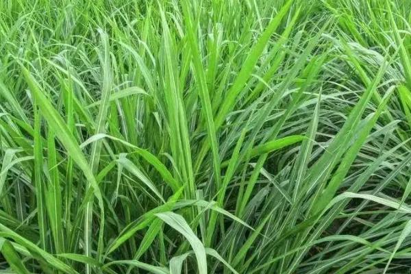 菌草的种植技术,可以在4-5月种植