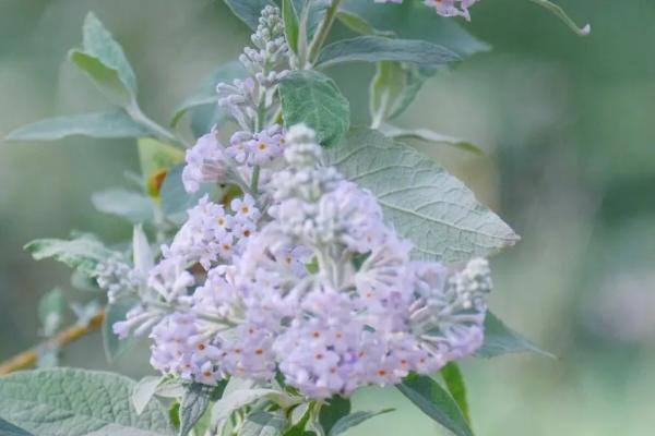 密蒙花的繁殖方法，可播种繁殖也可分株繁殖