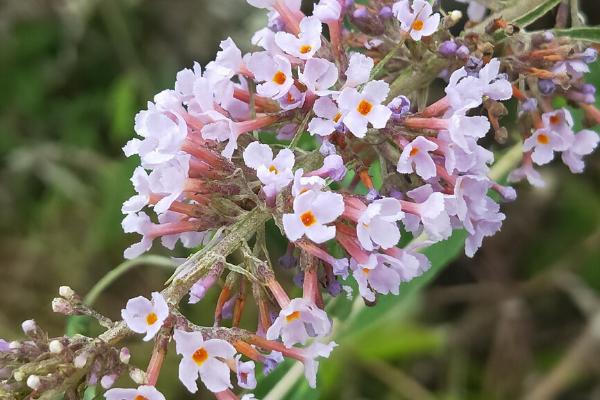 密蒙花的繁殖方法，可播种繁殖也可分株繁殖