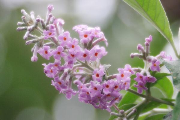 密蒙花的繁殖方法，可播种繁殖也可分株繁殖