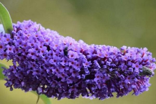 密蒙花的繁殖方法，可播种繁殖也可分株繁殖