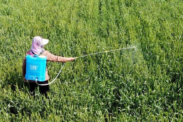 10克恶霉灵的兑水量，用作灌根时要兑水40公斤