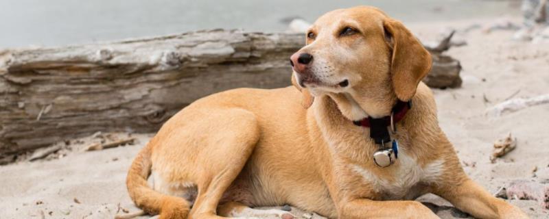 狗狗拉血用什么药