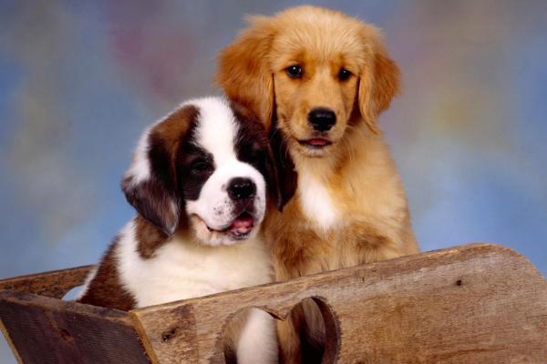 狗狗拉血用什么药,要先找准原因再用药