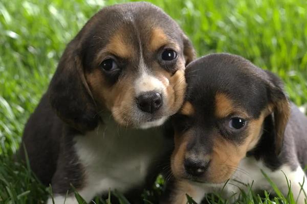 狗狗拉血用什么药,要先找准原因再用药