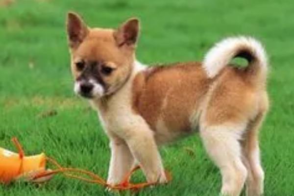 狗狗拉血用什么药,要先找准原因再用药