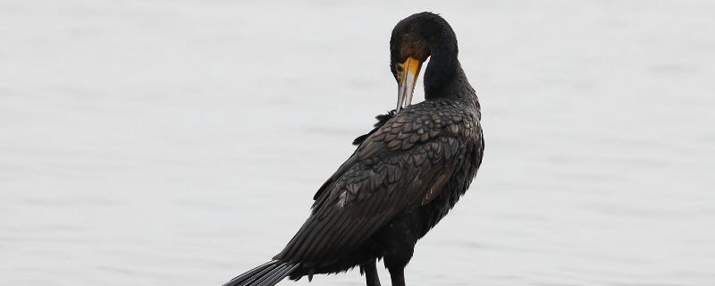 鸬鹚为什么能吃大鱼