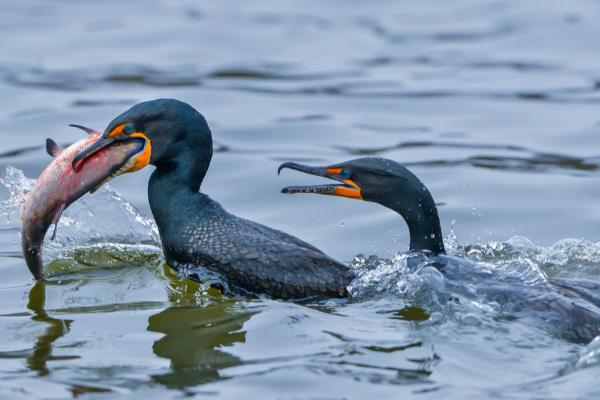 鸬鹚为什么能吃大鱼，嘴中有一个巨大的喉囊