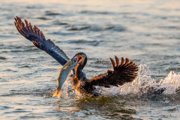 鸬鹚为什么能吃大鱼，嘴中有一个巨大的喉囊