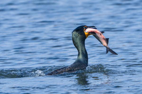 鸬鹚为什么能吃大鱼，嘴中有一个巨大的喉囊