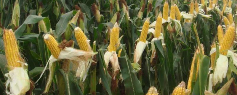 东北玉米和南方玉米的区别