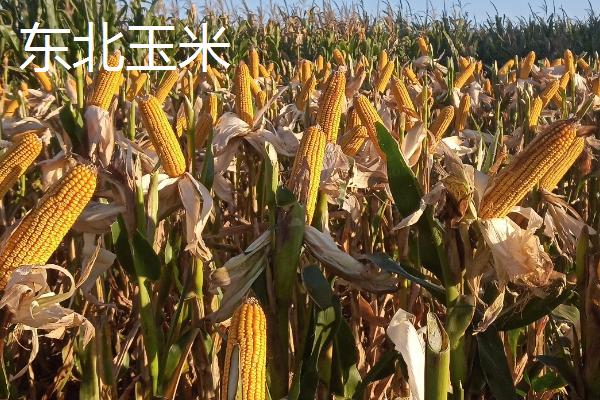 东北玉米和南方玉米的区别，品质、产量和种植时间均不同