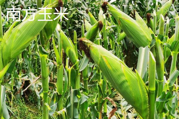 东北玉米和南方玉米的区别，品质、产量和种植时间均不同