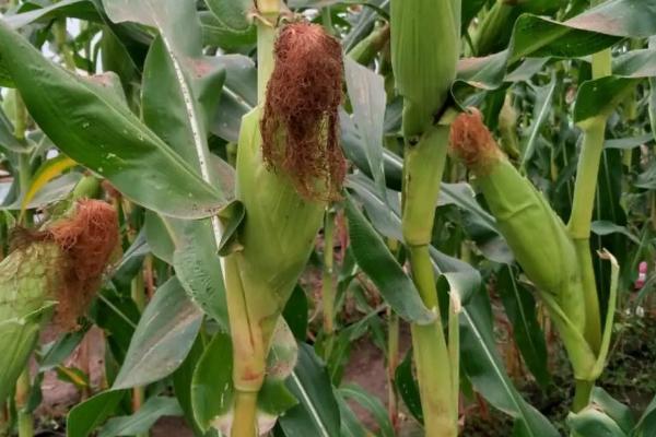 东北玉米和南方玉米的区别，品质、产量和种植时间均不同
