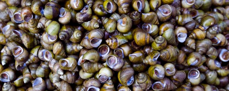 螺蛳的亩产量