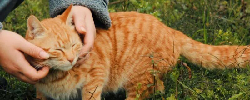 给猫咪洗澡的注意事项