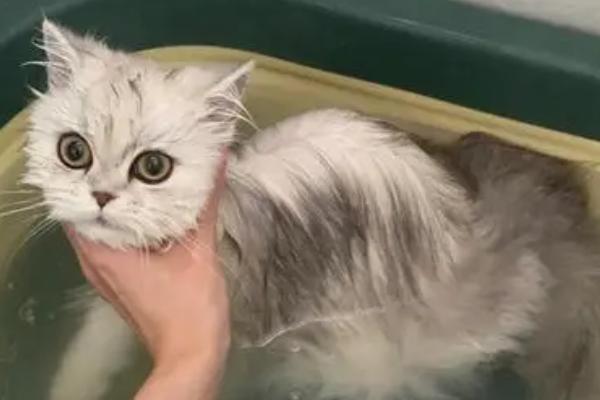 给猫咪洗澡的注意事项，频率不宜过多且做好保暖工作