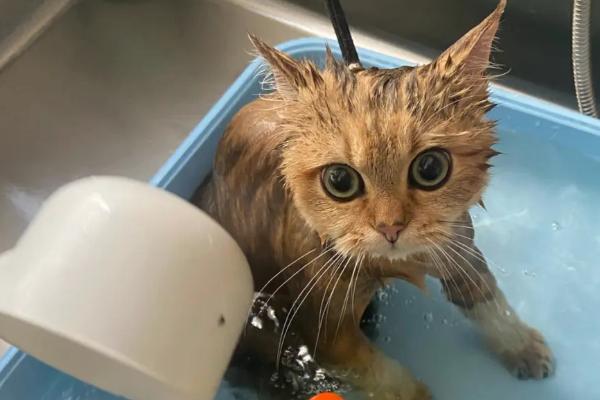 给猫咪洗澡的注意事项，频率不宜过多且做好保暖工作