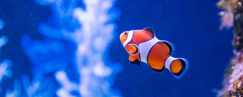 新买回来的小丑鱼几天喂食