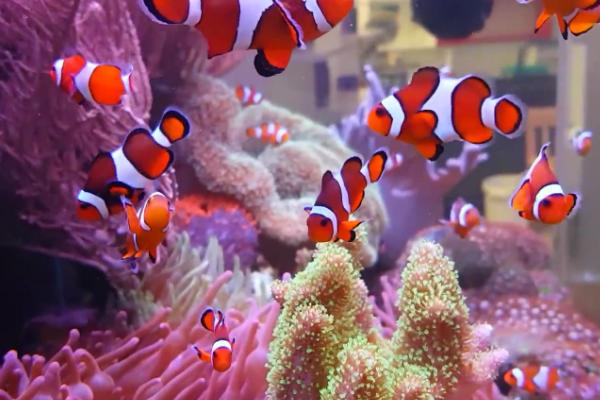 新买回来的小丑鱼几天喂食，进缸后2-3天左右再喂食