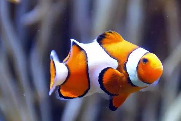 新买回来的小丑鱼几天喂食，进缸后2-3天左右再喂食