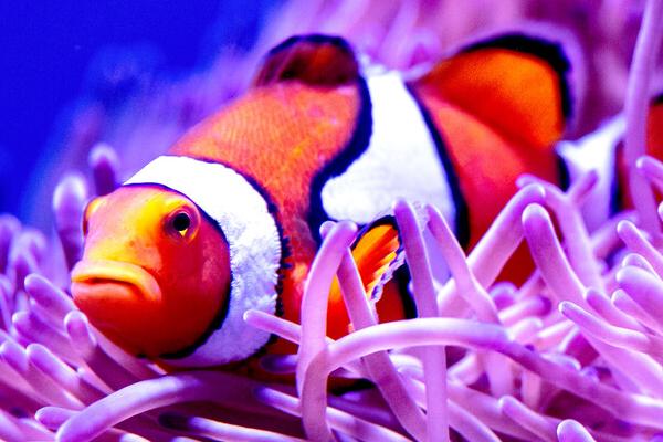 新买回来的小丑鱼几天喂食，进缸后2-3天左右再喂食