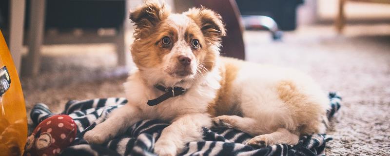 狗狗脖子歪了能自愈吗