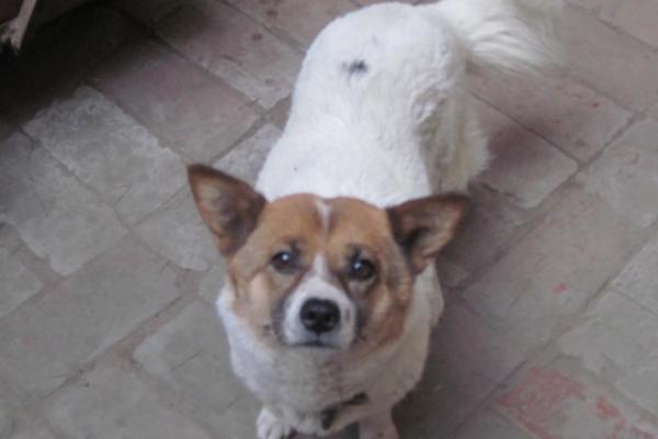 狗狗脖子歪了能自愈吗,需送到宠物医院做详细的检查