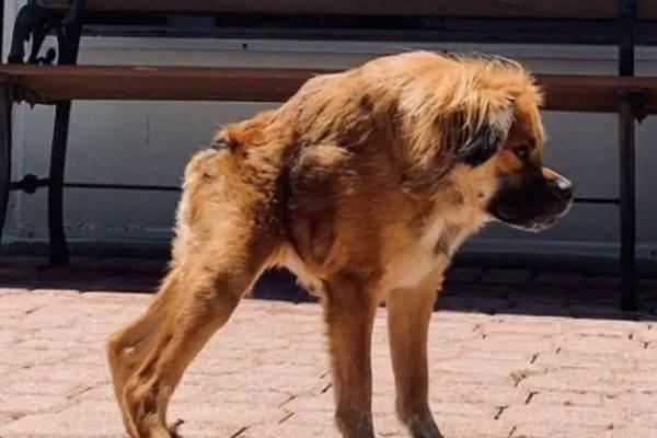 狗狗脖子歪了能自愈吗,需送到宠物医院做详细的检查