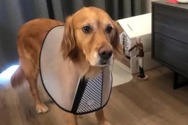 狗狗脖子歪了能自愈吗,需送到宠物医院做详细的检查