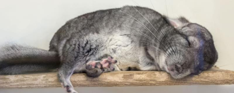 龙猫缺钙的症状