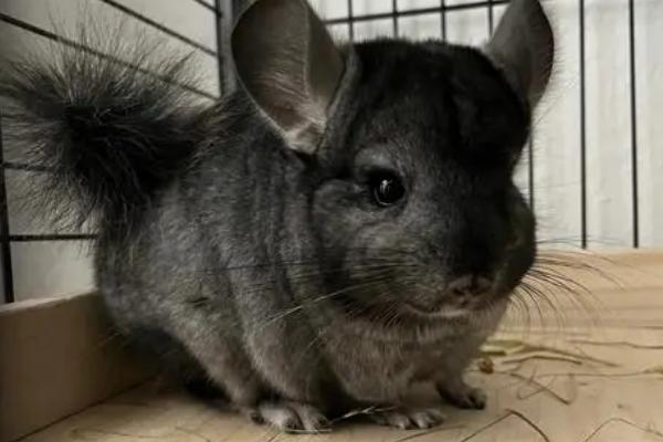 龙猫缺钙的症状，牙齿会变白或食欲不振等