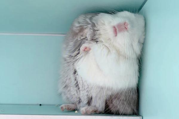 龙猫缺钙的症状，牙齿会变白或食欲不振等