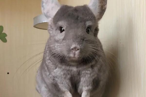 龙猫缺钙的症状，牙齿会变白或食欲不振等