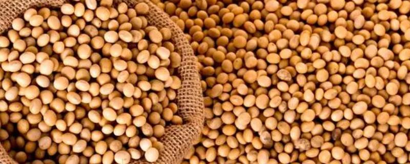 大豆和杂豆的区别