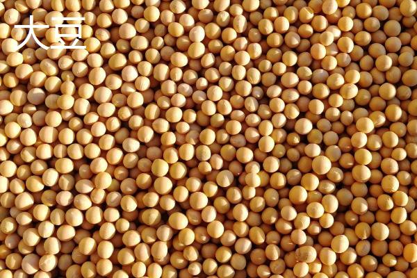 大豆和杂豆的区别，所包含的种类不同
